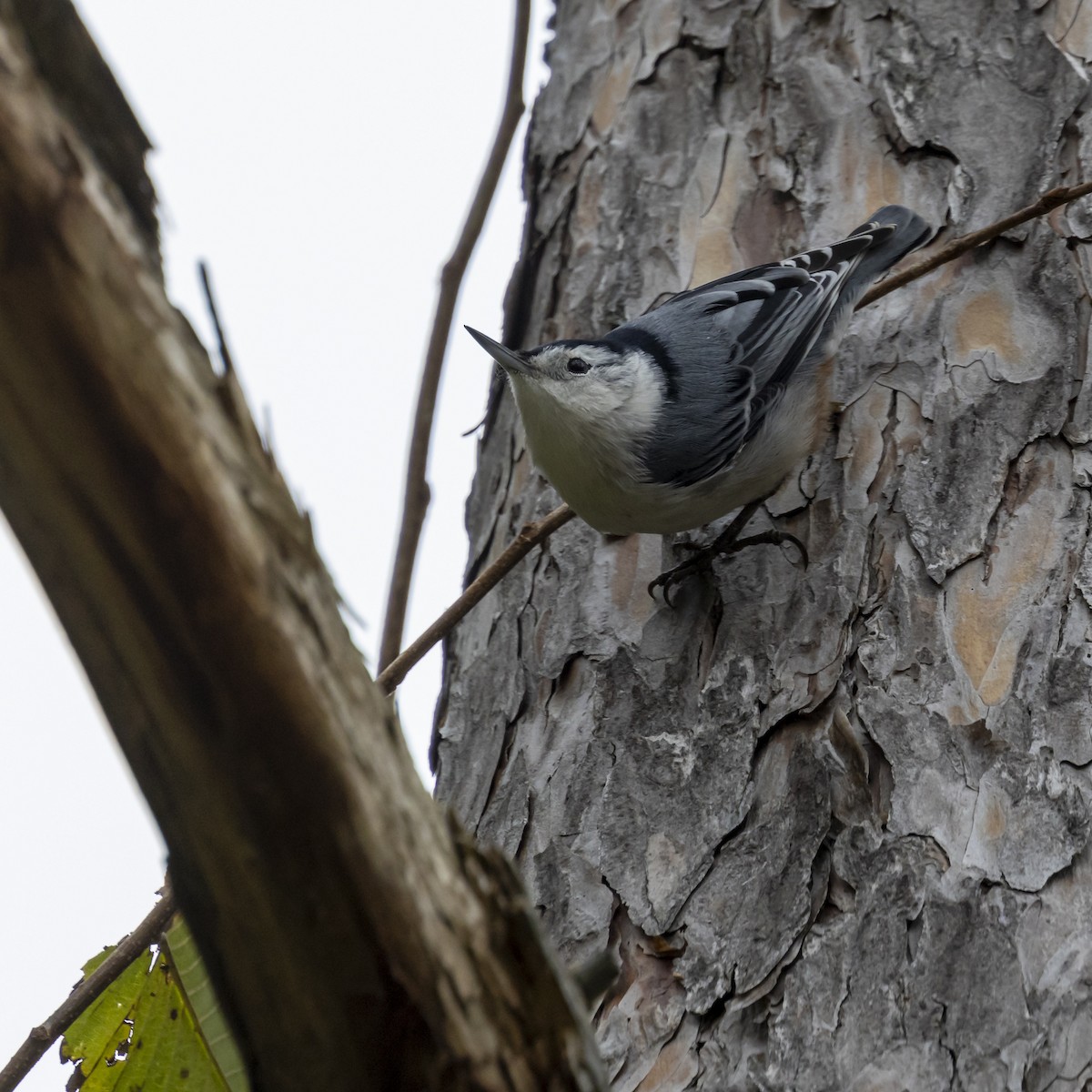 White-breasted Nuthatch - ML610046415