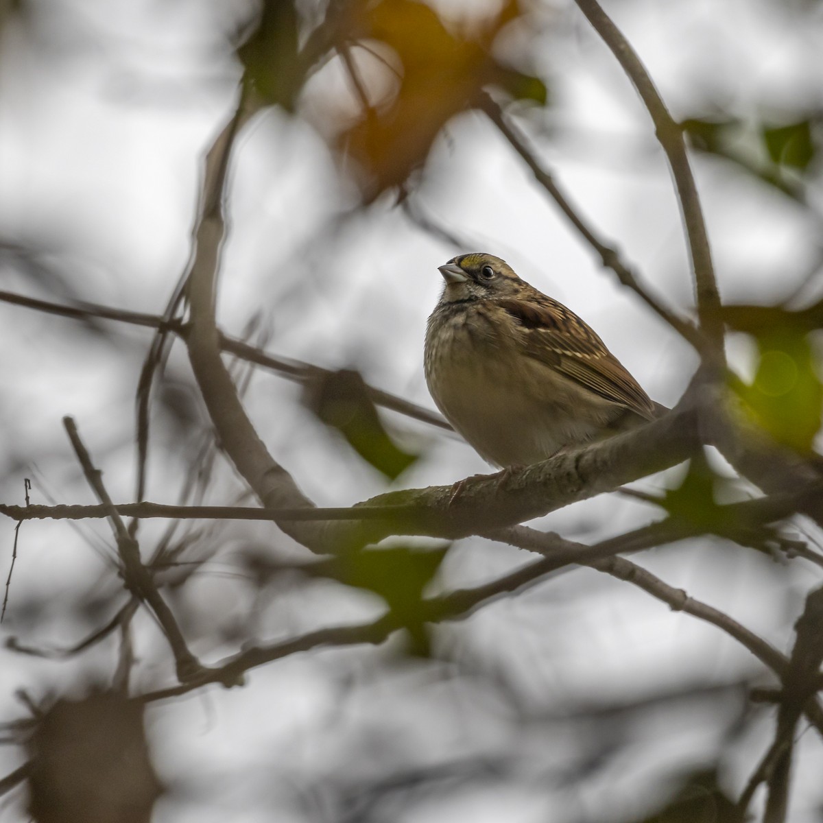 White-throated Sparrow - ML610046422