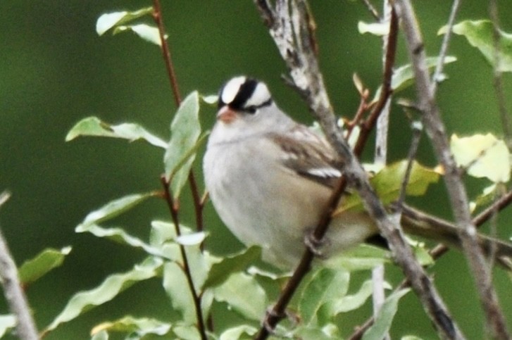 White-crowned Sparrow - James Irvin