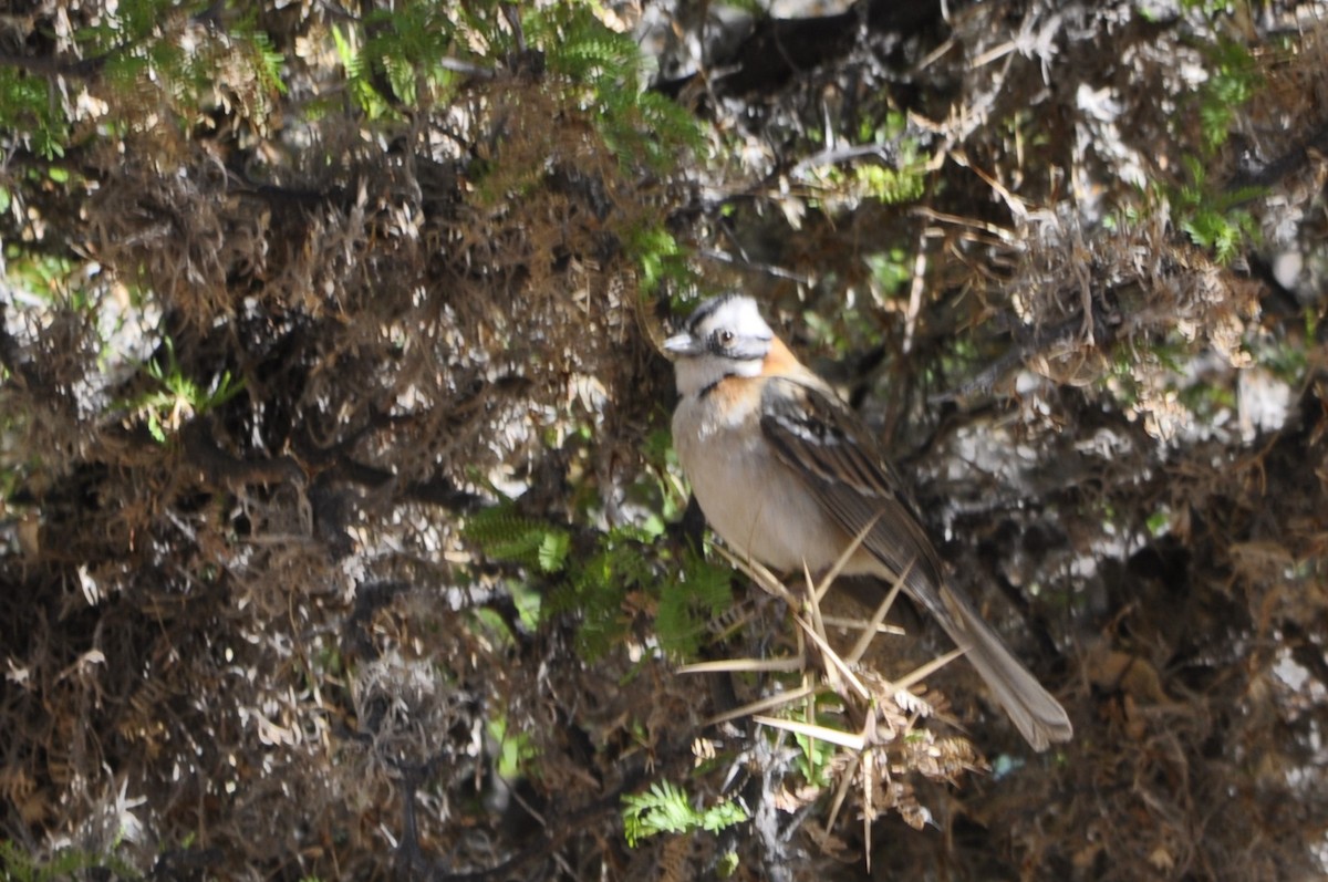 Rufous-collared Sparrow - María Ester Quiroga
