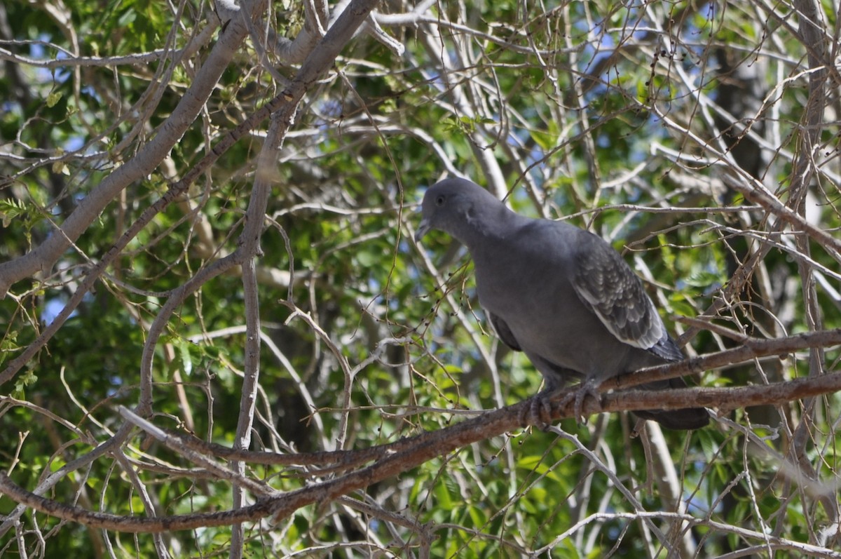 Spot-winged Pigeon - ML610046963
