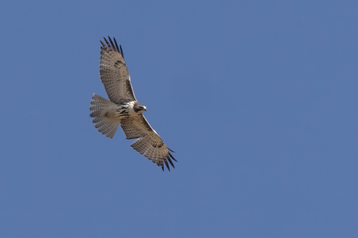 Red-tailed Hawk - ML610047200