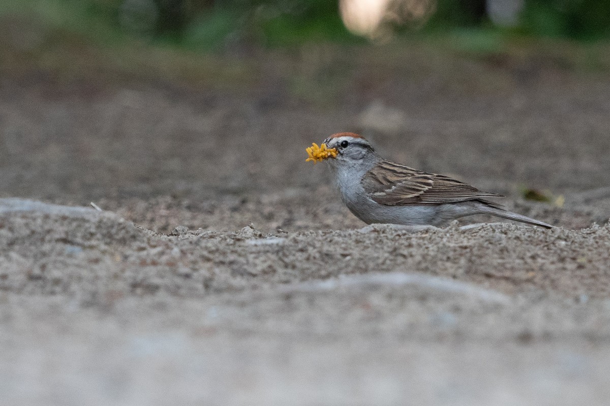 Chipping Sparrow - ML610047304