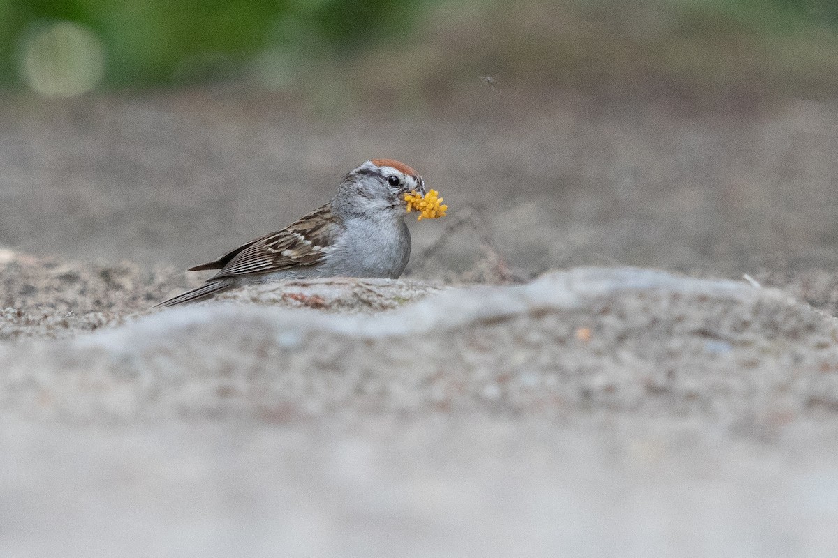 Chipping Sparrow - ML610047305
