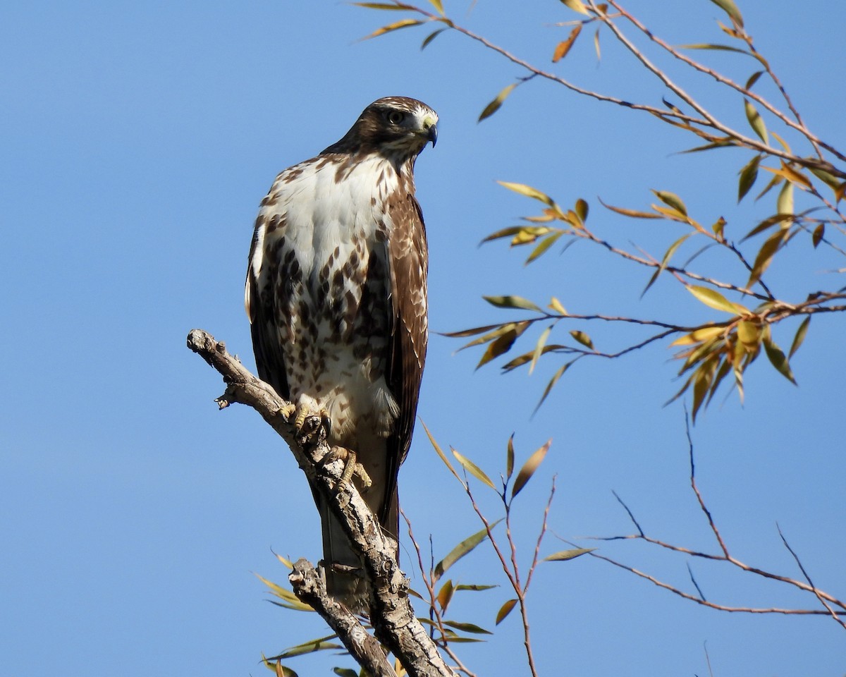 Red-tailed Hawk - ML610047362