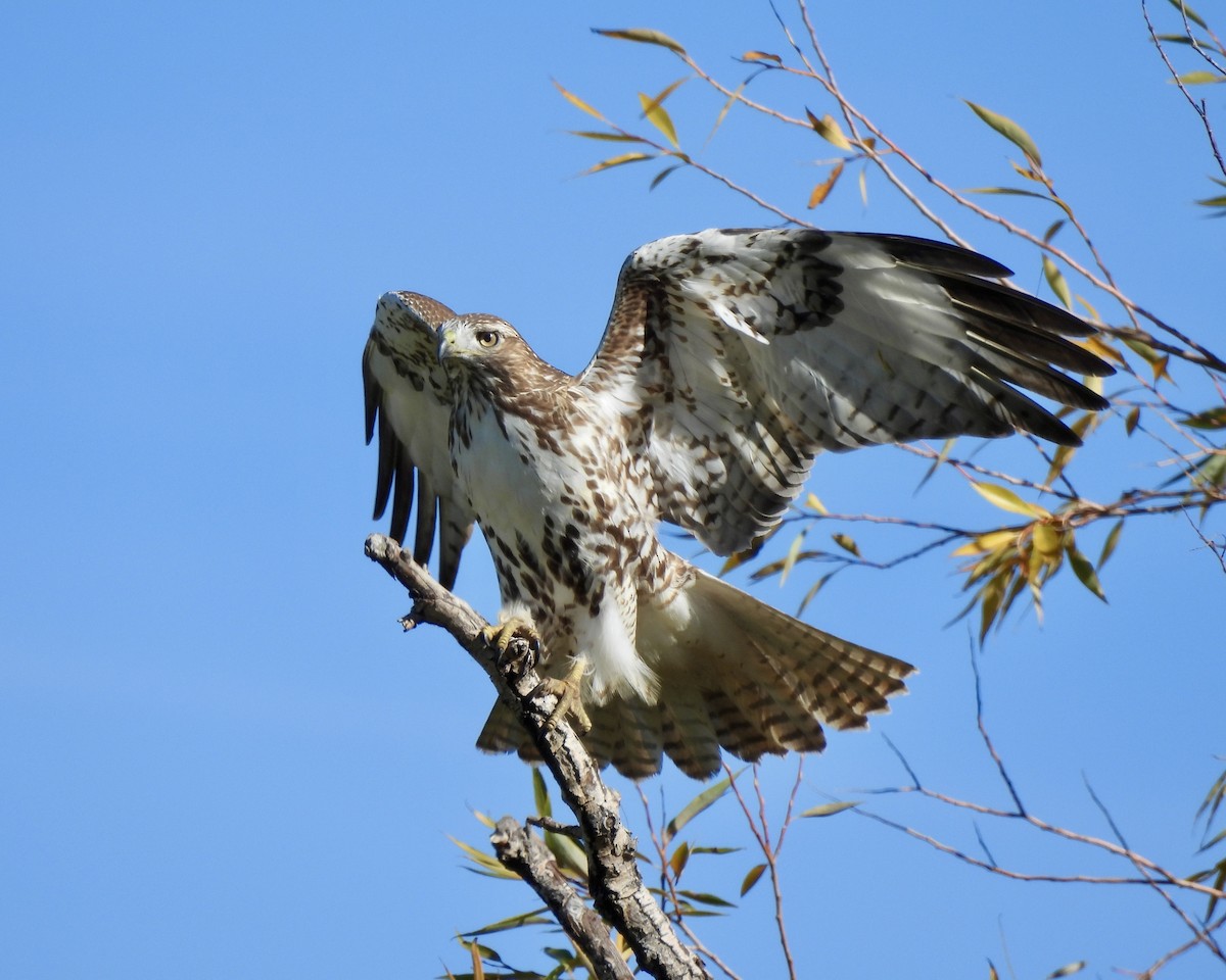 Red-tailed Hawk - ML610047363