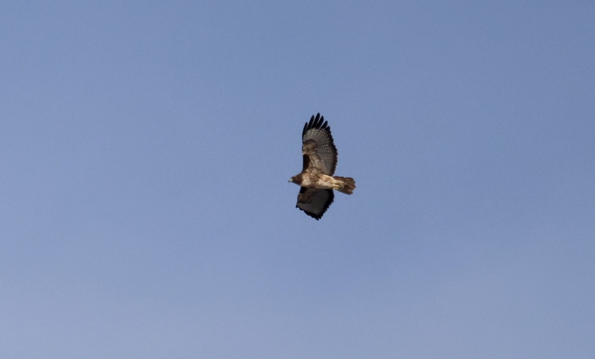 Red-tailed Hawk - ML610047366