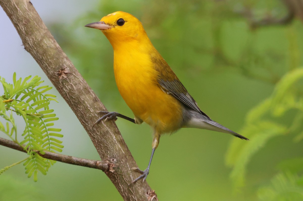 Prothonotary Warbler - ML610047507