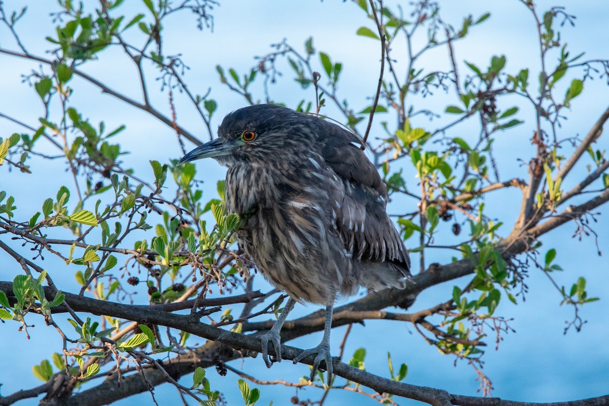 Black-crowned Night Heron - ML610048085