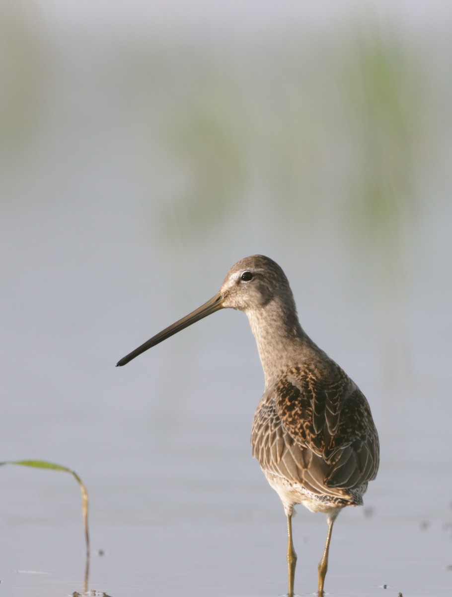 Long-billed Dowitcher - ML610048976