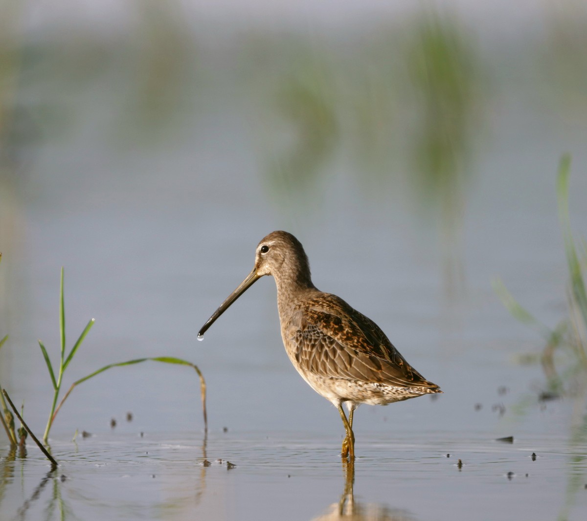 Long-billed Dowitcher - ML610048983