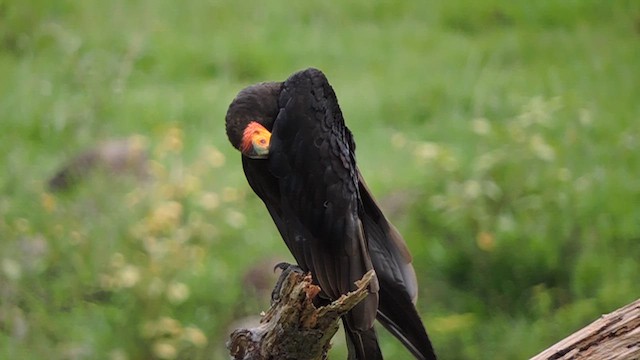 Lesser Yellow-headed Vulture - ML610049074