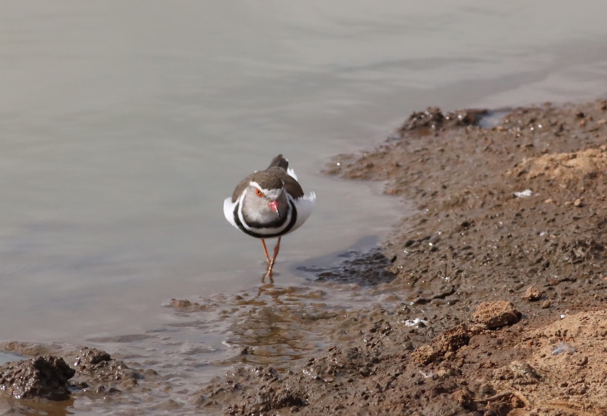 Three-banded Plover - ML610049161