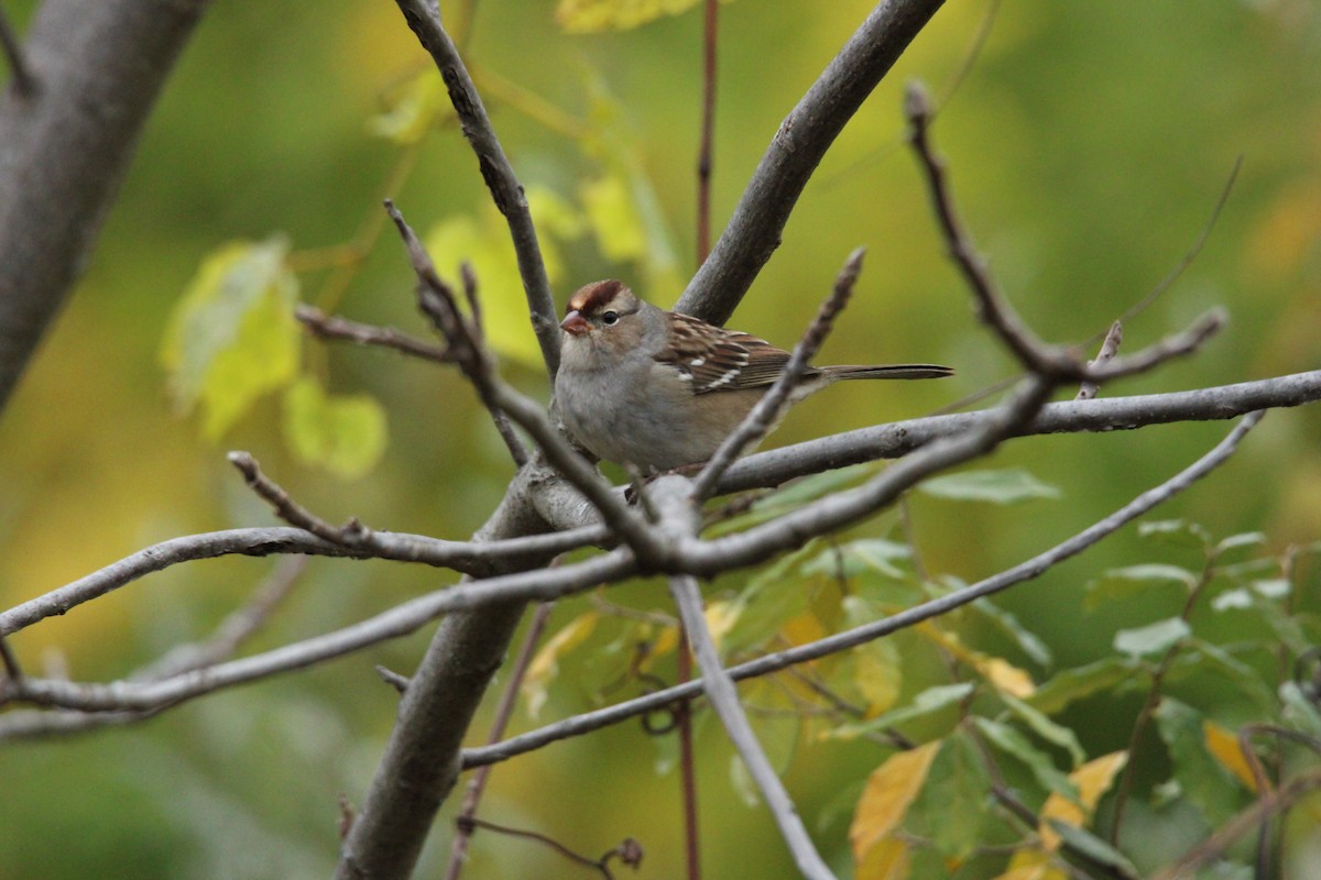 White-crowned Sparrow - ML610049391