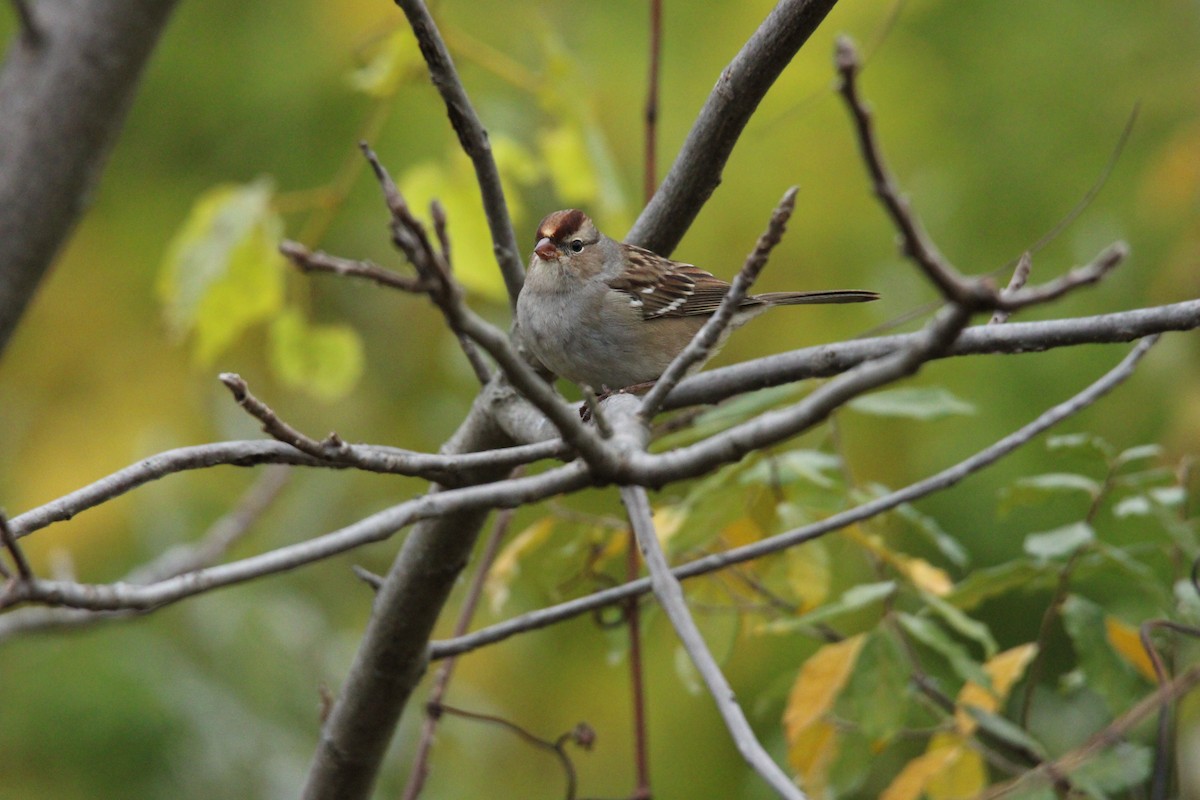 White-crowned Sparrow - ML610049392