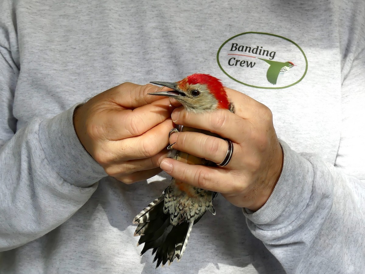 Red-bellied Woodpecker - ML610049454