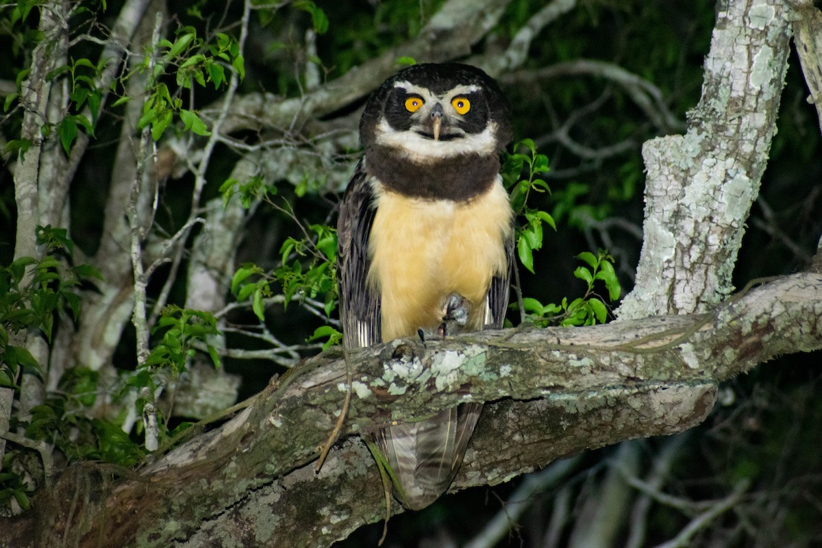 Spectacled Owl - Leandro Bareiro Guiñazú