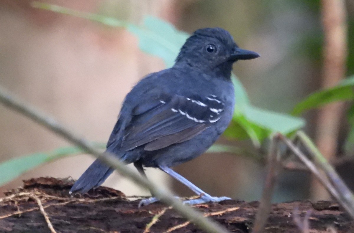 Black-headed Antbird (Amazonas) - Fernando Angulo - CORBIDI