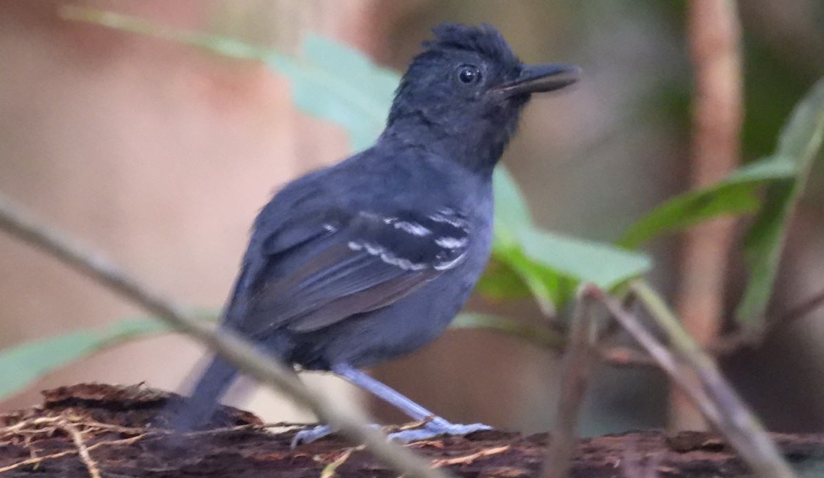 Black-headed Antbird (Amazonas) - Fernando Angulo - CORBIDI