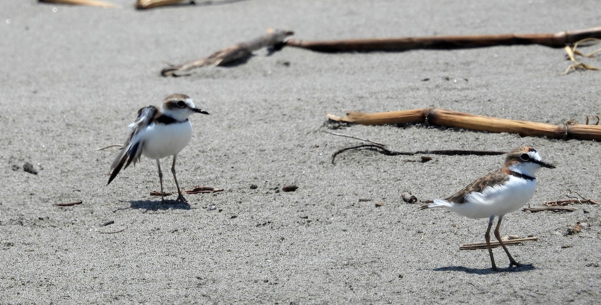 Collared Plover - ML610050422