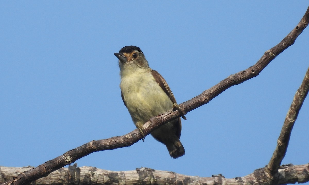 Plain-breasted Piculet - ML610050947
