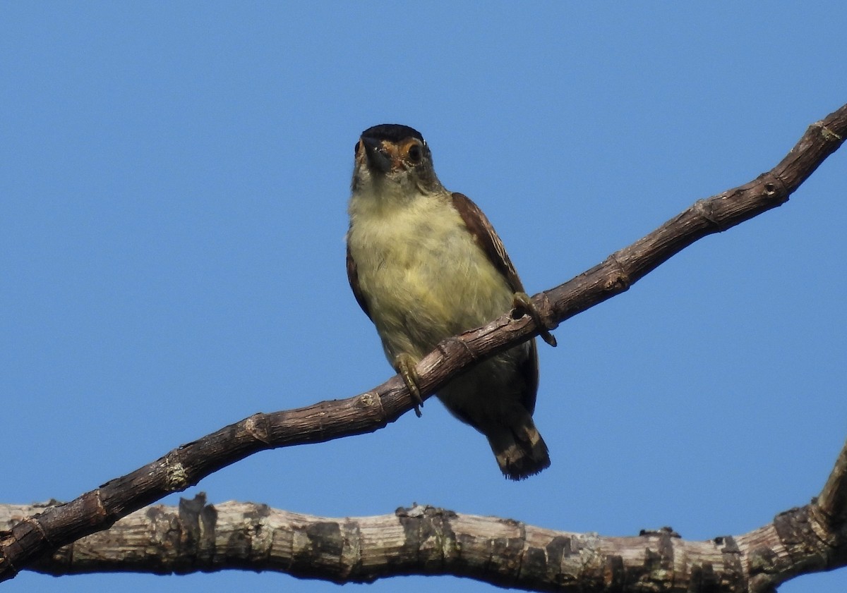 Plain-breasted Piculet - ML610050948