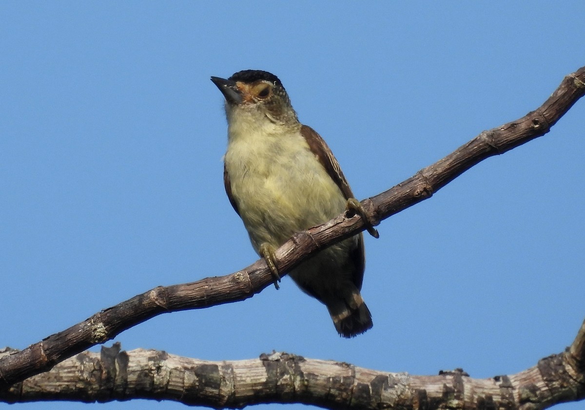 Plain-breasted Piculet - ML610050949