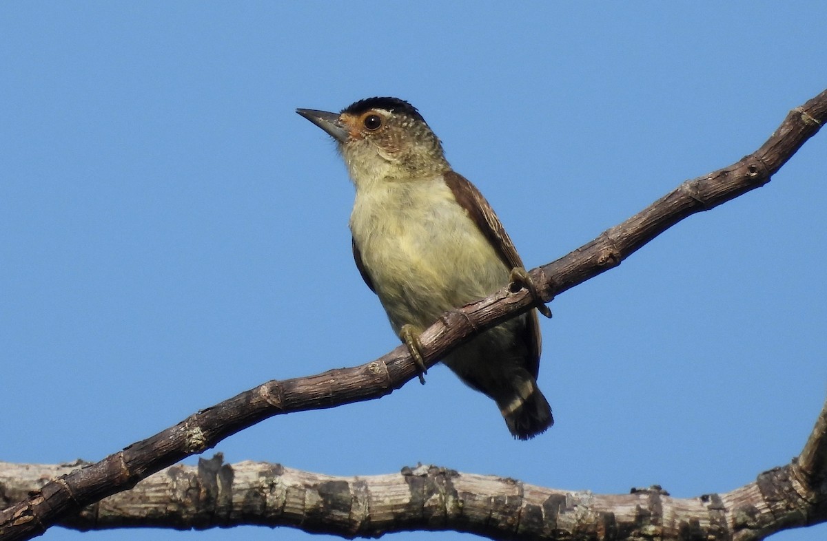 Plain-breasted Piculet - ML610050950