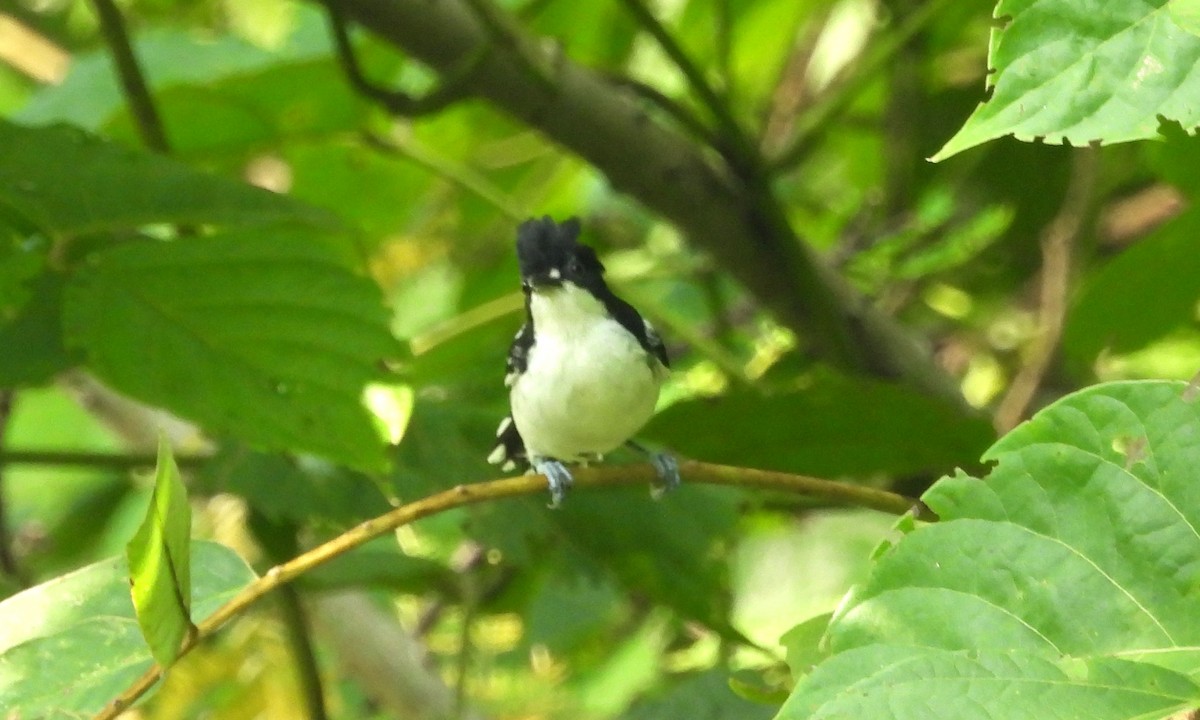 Black-and-white Antbird - ML610050965