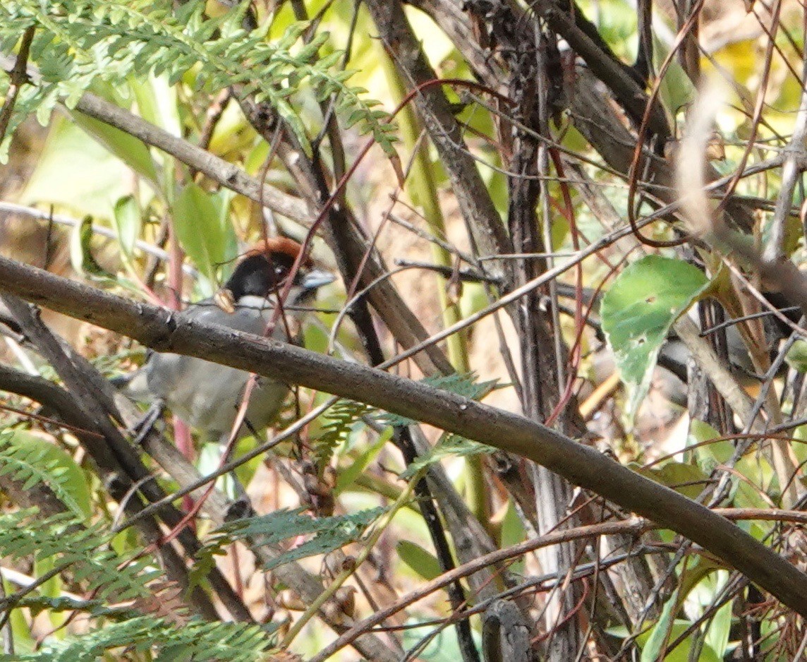 Bay-crowned Brushfinch - ML610051111