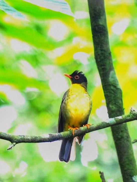 Yellow-throated Nightingale-Thrush - Alfredo  birding guide @tolgonzalezalfredo@yahoo.com WHATSAPP +502 31457601