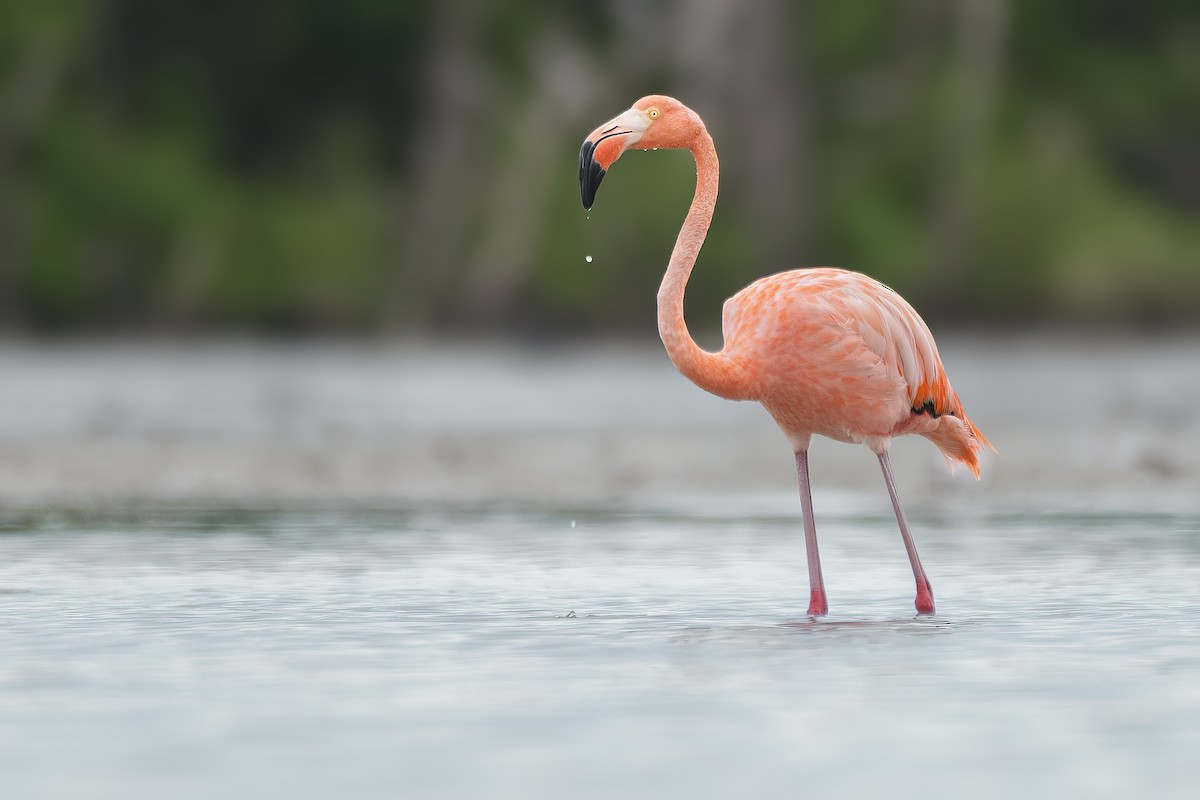 American Flamingo - Richard Sanchez