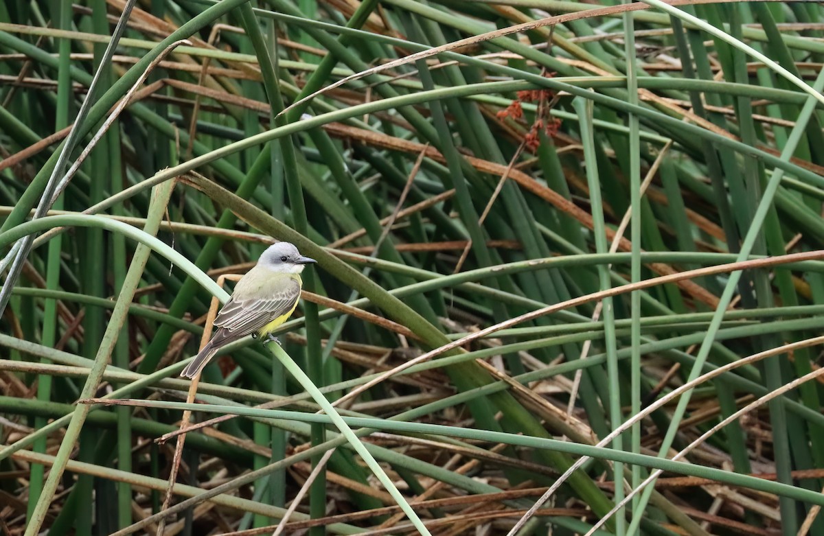 Tropical Kingbird - ML610051961
