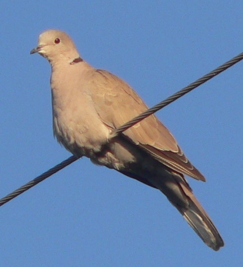 Eurasian Collared-Dove - ML610052070