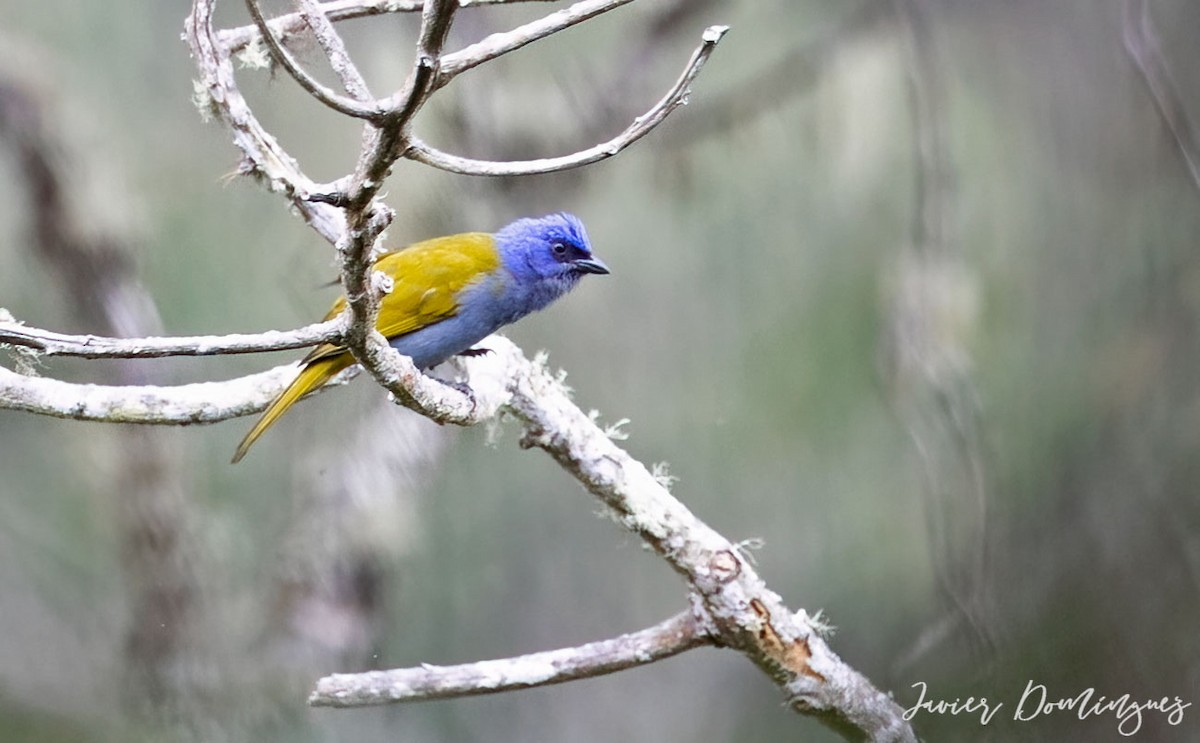 Blue-capped Tanager - ML610052601