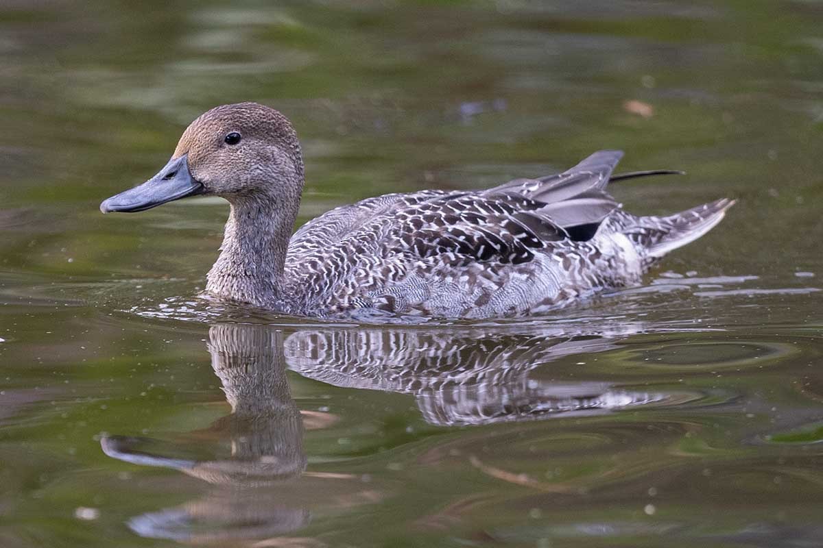 Northern Pintail - D. Bruce Yolton