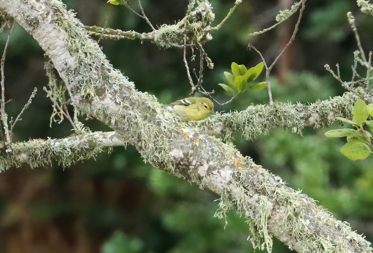 Blackpoll Warbler - ML610052700