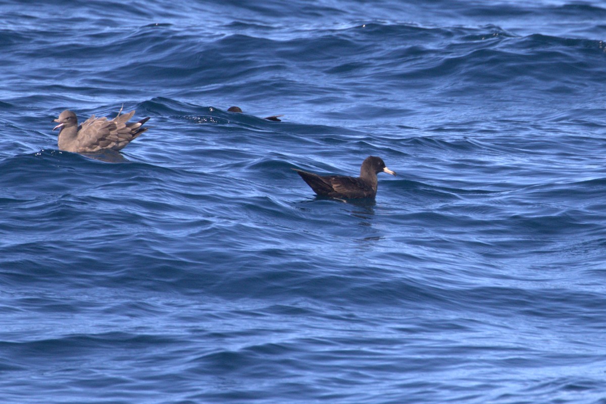 Flesh-footed Shearwater - ML610052780