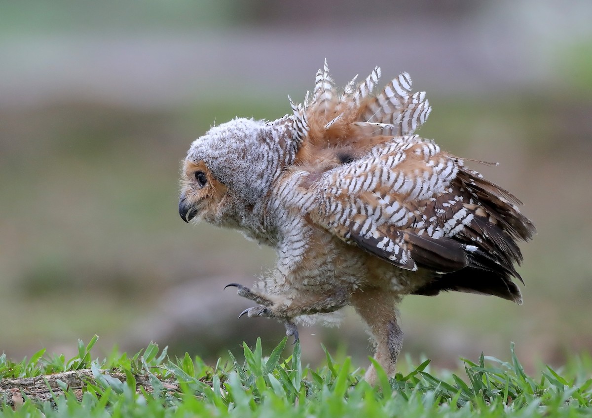 Spotted Wood-Owl - sheau torng lim