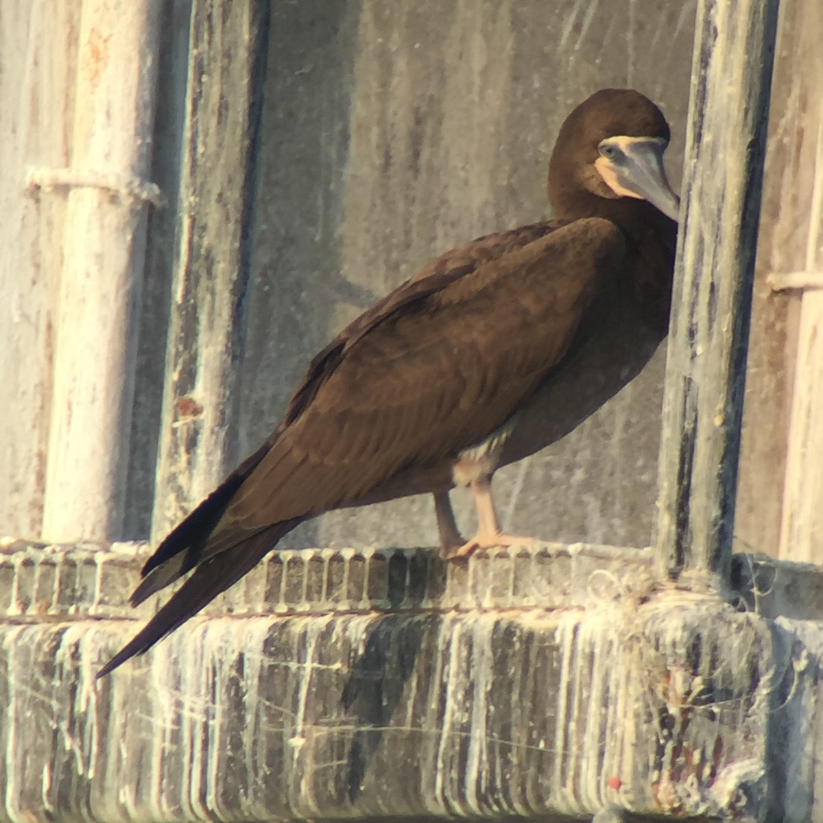 Brown Booby - Bruce  Purdy