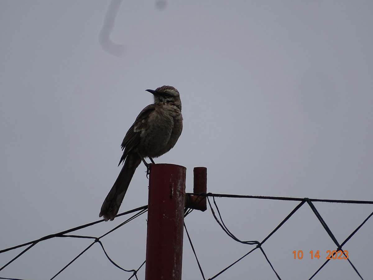 Long-tailed Mockingbird - ML610053187