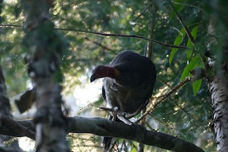 Australian Brushturkey, ML610053538