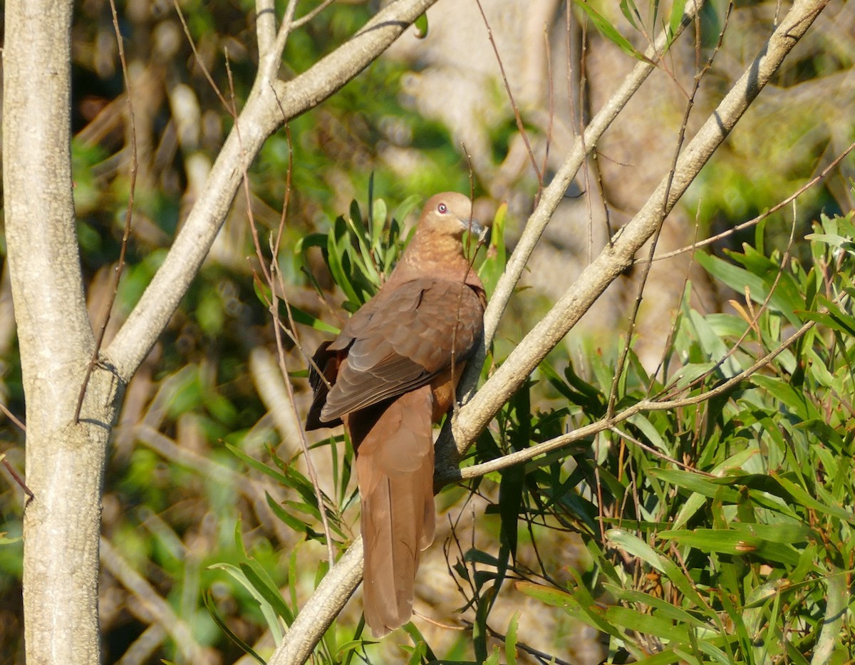 Brown Cuckoo-Dove - ML610053541