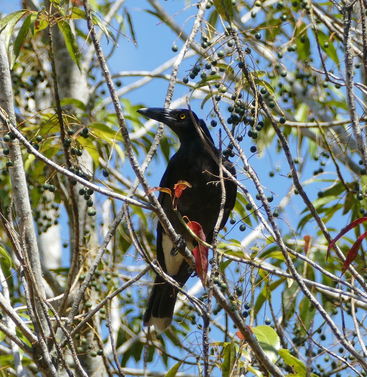 Pied Currawong - ML610053573