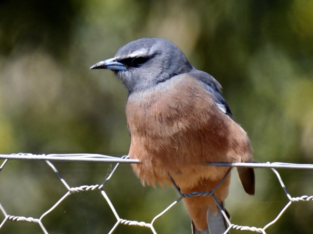 White-browed Woodswallow - ML610053706