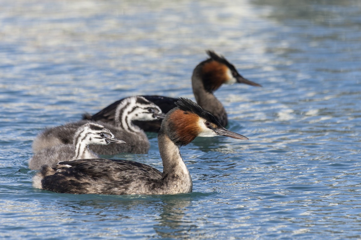 Great Crested Grebe - ML610054069