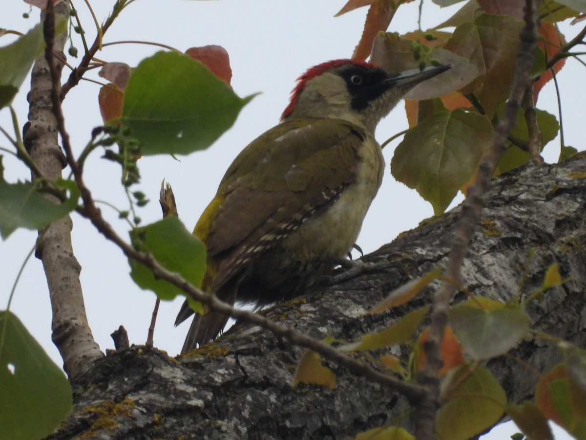 Eurasian Green Woodpecker - ML610054414