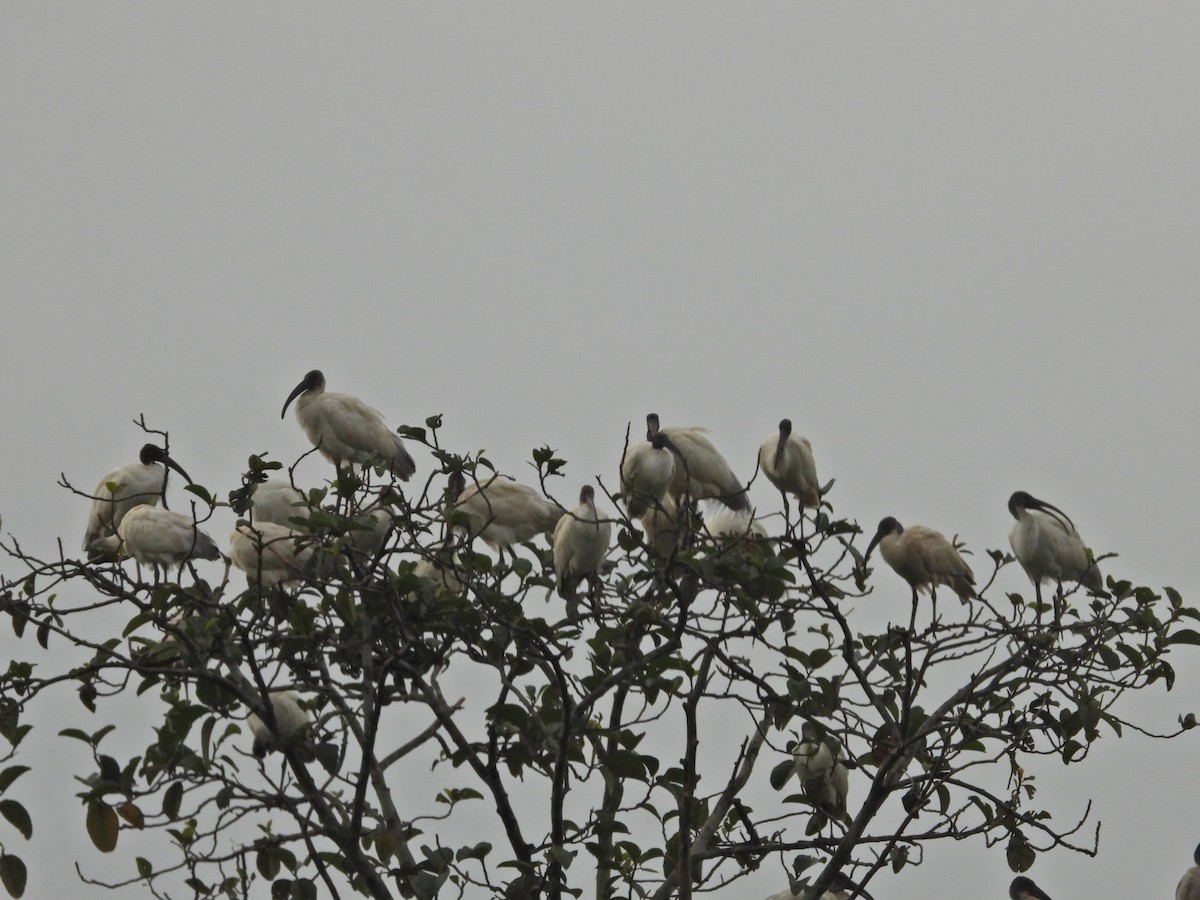ibis černohlavý - ML610054688