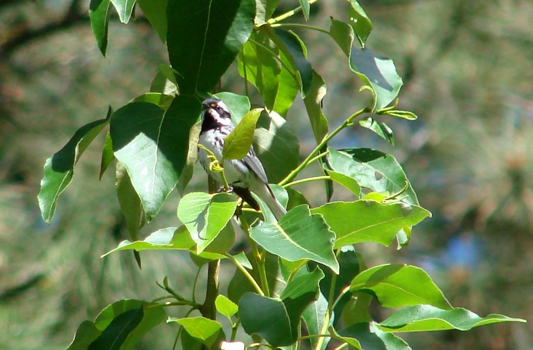 Black-throated Gray Warbler - ML61005471