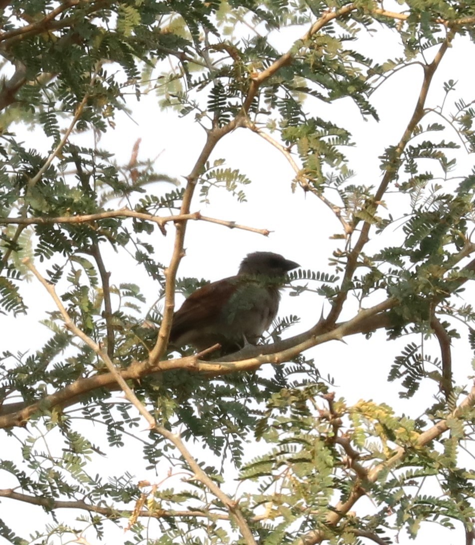 Northern Gray-headed Sparrow - ML610054811